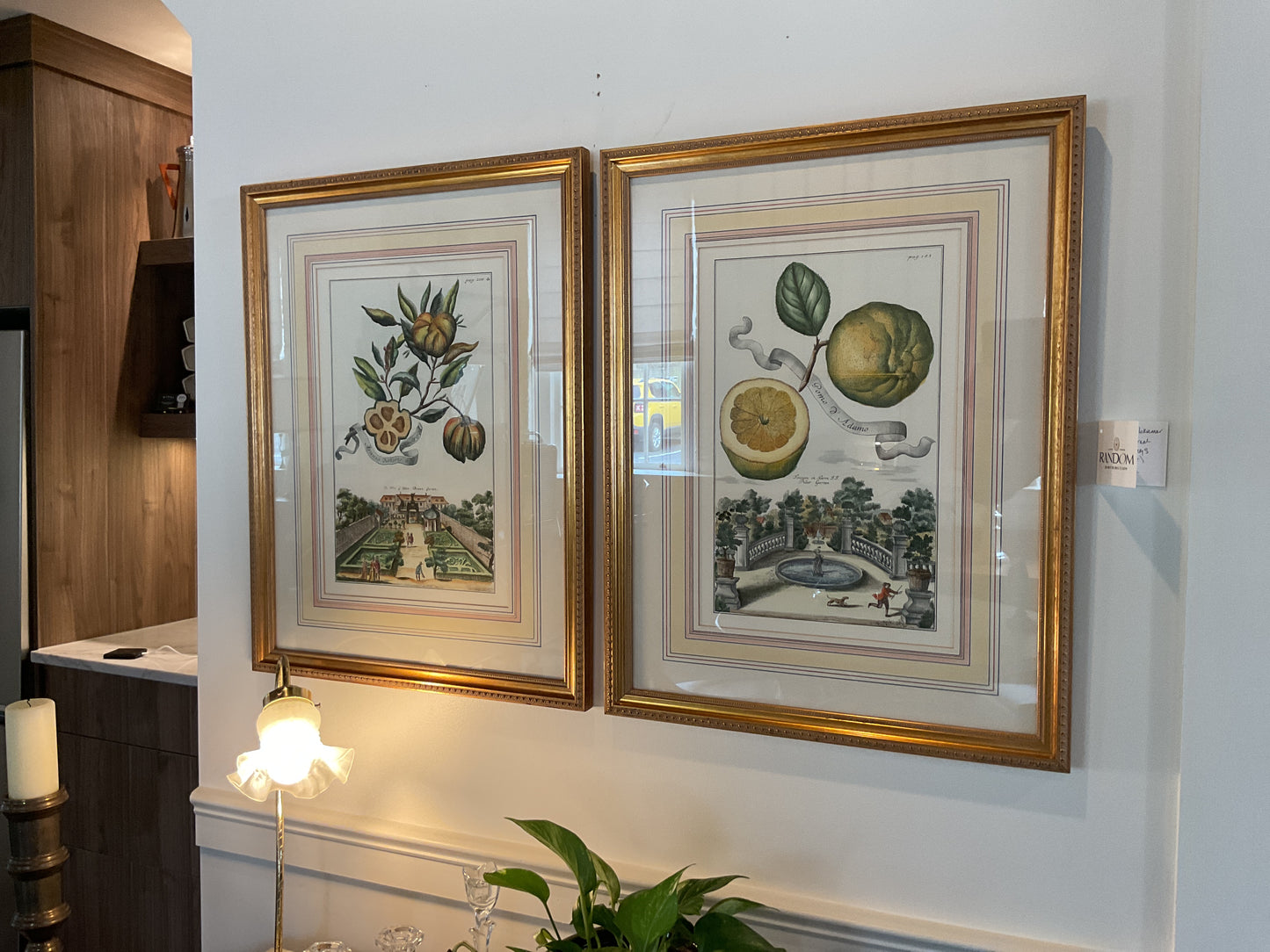 J.C. Volckamer Engravings