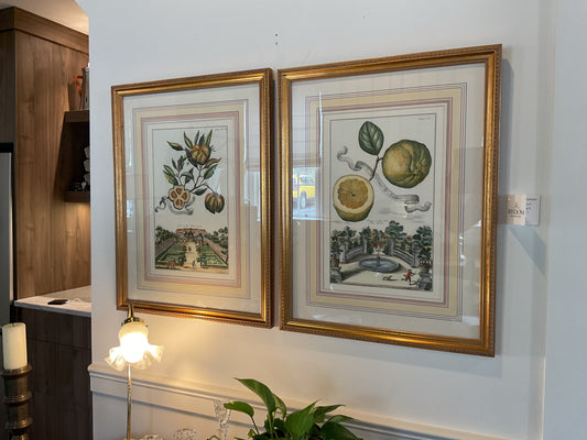 J.C. Volckamer Engravings